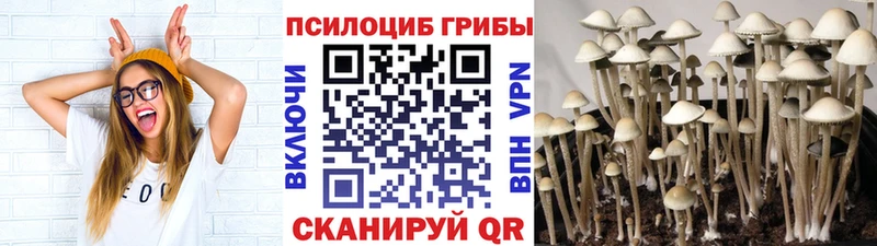 дарнет шоп  Курчалой  Псилоцибиновые грибы MAGIC MUSHROOMS 